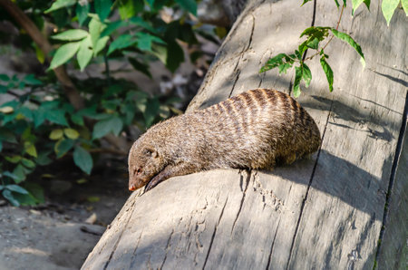 Mongoose peacefully resting on a wooden log, surrounded by natural greenery. The animal appears relaxed and calm, showing its unique striped fur pattern.の写真素材