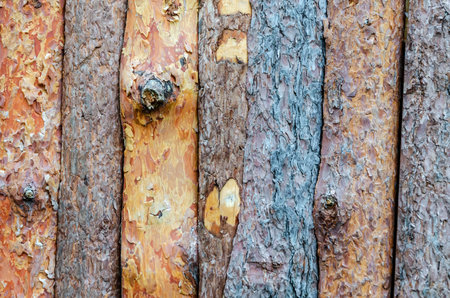 Close-up image of diverse tree barks displaying unique textures and colors. The patterns and intricate details provide insight into the natural beauty of tree surfaces.の写真素材