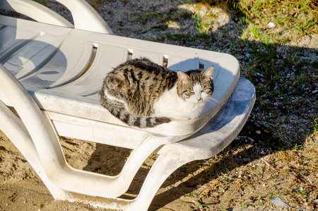 Tabby cat relaxing on a white lounge chair outdoors, enjoying the warm sunlight in a serene setting. The tranquil scene captures the peacefulness of a sunny day.の写真素材