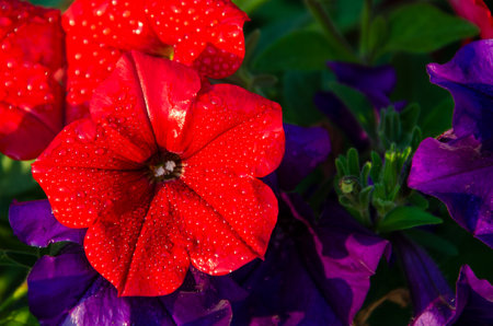 Close-up of red and purple petunias covered in dew drops, highlighting their vibrant colors. The detailed view captures the natural beauty and freshness of the flowers.の写真素材