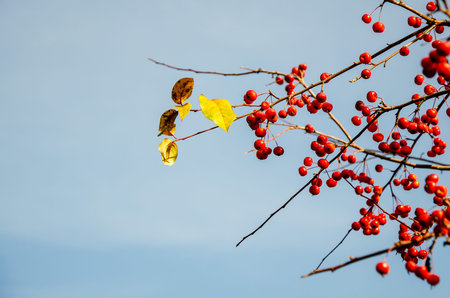 Branch of red berries Ranetka apple and a few yellow leaves against a clear blue sky. Represents a...