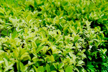 Vibrant Green Foliage of Lush Bush in Natural Settingの写真素材