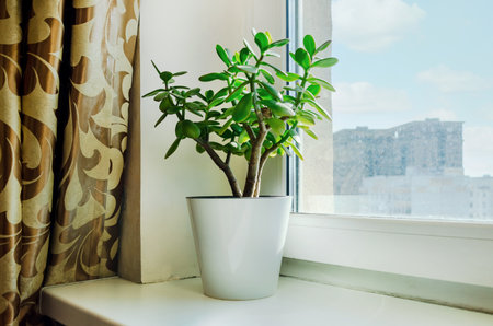 Green houseplant Crassula in a white pot placed on a window ledge, surrounded by beige patterned curtains. Sunlight brightens the scene, highlighting the plant's healthy foliage.の写真素材