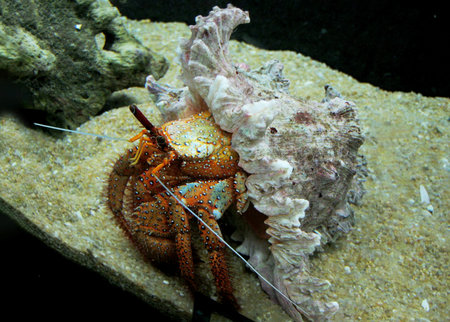 Hermit crab exploring sandy environment, securely carrying its protective shell intricately shaped, displaying marine life behavior.の写真素材