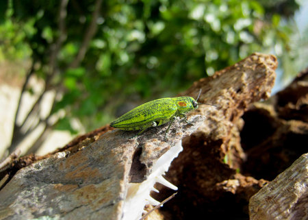bright green jewel beetle perches on a piece of bark, set against a blurred, leafy background. The...