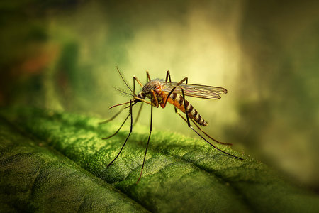 Close-Up of Mosquito Resting on Leafの写真素材