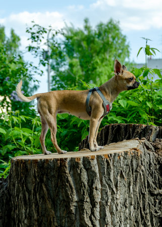 Chihuahua stands confidently on a large tree stump surrounded by lush greenery in a sunny outdoor setting. The small dog is alert, capturing the essence of a nature walk.の写真素材