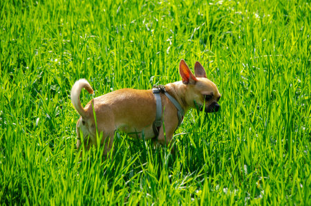 Chihuahua in a harness walking through tall, vibrant green grass. Relaxed and exploring its surroundings in an open field, enjoying a sunny day outdoors with a curious demeanor.の写真素材