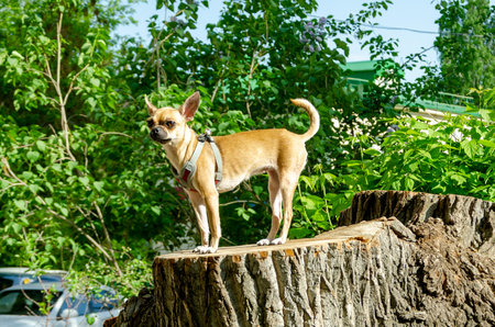 Chihuahua stands confidently on a large tree stump surrounded by lush greenery in a sunny outdoor setting. The small dog is alert, capturing the essence of a nature walk.の写真素材