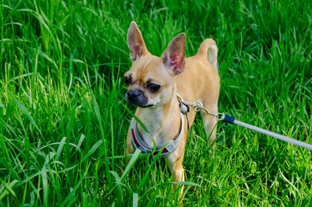 Chihuahua in a harness walking through tall, vibrant green grass.