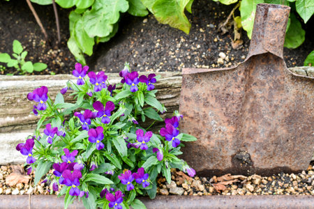 Close-up of blooming violet flowers in garden next soil to a rusty metal spade. Rustic gardening scene with fresh green leaves and dark soil.の写真素材