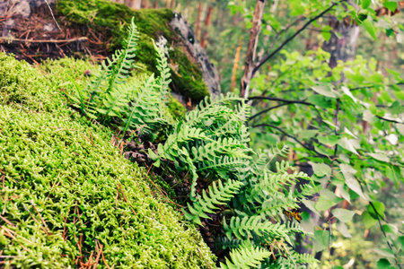 Bright green fern leaves and thick moss covering forest floor and rocks in summer woods, showing natural lush vegetation and detail.の写真素材