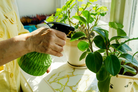 Mature woman in yellow shirt misting leaves of potted houseplants on sunny windowsill using green spray bottle, caring for home greenery.の写真素材