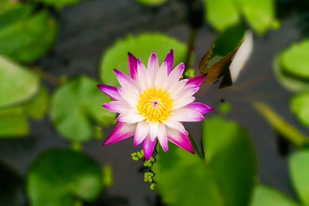 Purple and White Water Lily