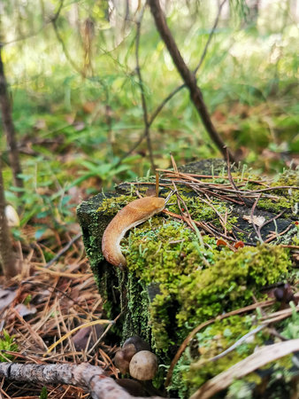 Slug slowly moving across a damp, moss-covered tree stump in a lush forest. The natural setting...