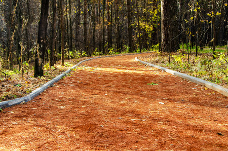 A forest trail, surrounded by dense trees. A curved path leads into the distance, inviting...