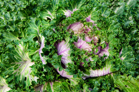 Fresh ornamental kale with green and purple leaves