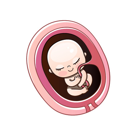 Embryo month stage growth pregnancy. Human fetus inside the womb months.Vector illustrations.の写真素材