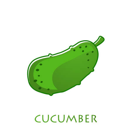 fresh cucumber vegetable isolated icon. cucumber for farm market, vegetarian salad recipe design. Vector illustration in flat styleのイラスト素材