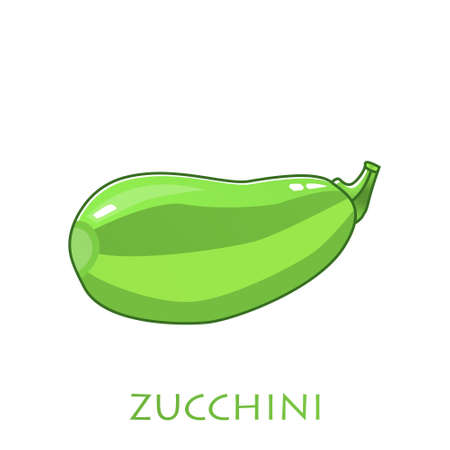 Fresh zucchini isolated on background. Squash whole. Fresh vegetable marrow isolated. Oblong, green squash. Vegetable marrow courgette or zucchini. Harvest courgette organic ingredient.のイラスト素材