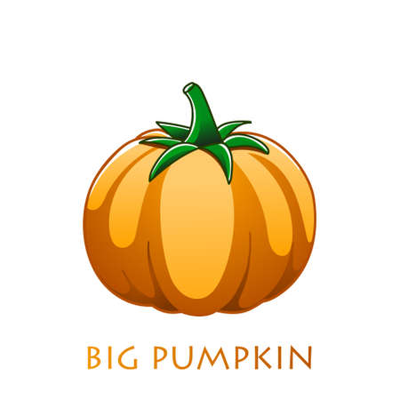 Fresh pumpkin on a white background. Harvesting for the winter. Autumn harvest. Vector illustrationのイラスト素材