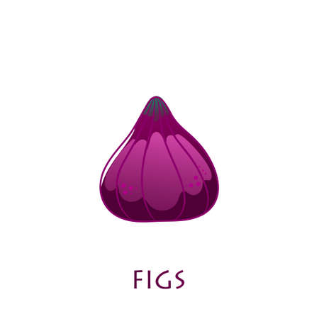Fig fruit vector design. Fig vector illustration.のイラスト素材
