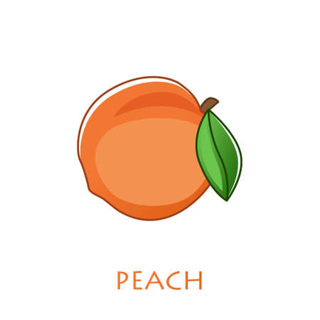 Peach isolated vector icon. Peach fruit on branch with leaf. Juice or jam branding logotype.のイラスト素材