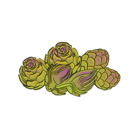 Artichoke. Artichoke green flower heads isolated on white. Globe artichoke thistle cultivated as food. Vector illustration on a white backgroundのイラスト素材