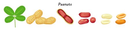 Peanut nut seed whole and shelled, groundnut collection. Organic food ingredient, traditional snack.のイラスト素材