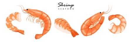 Shrimps, shrimps without shell, shrimp meat. Shrimp prawn icons set. Boiled Shrimp drawing on a white background.のイラスト素材