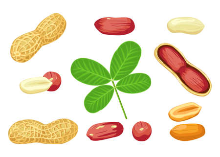 Peanut nut seed whole and shelled, groundnut collection. Organic food ingredient, traditional snack.のイラスト素材