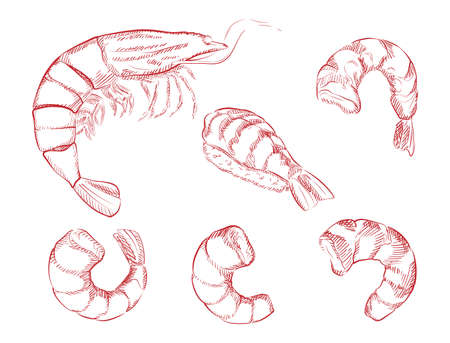 Illustration of shrimp in engraving style.のイラスト素材
