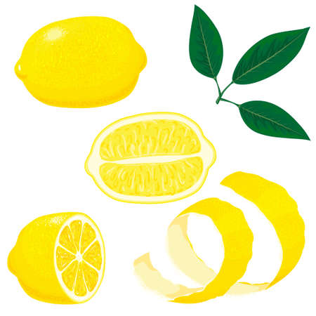 Set of whole, cut in half, sliced on pieces fresh lemons and leaves, lemon peel. Hand drawn vector illustration isolated on white backgroundのイラスト素材