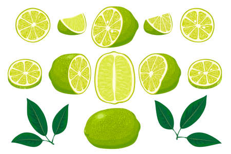 Fresh limes with leaves. Collection of different lime views.のイラスト素材