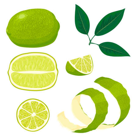 Fresh limes with leaves. Collection of different lime views.のイラスト素材
