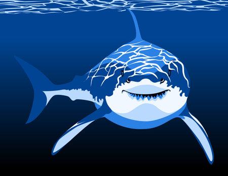 Shark in the water vector illustrationのイラスト素材
