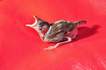 baby sparrow on red