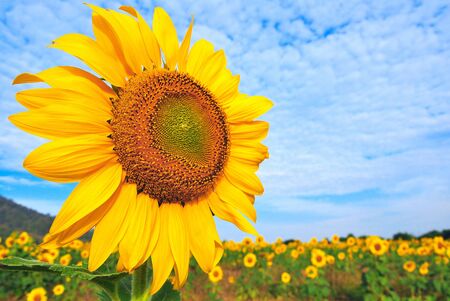 sunflower field and blue skyの写真素材