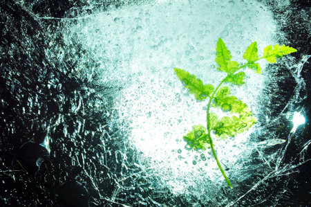 fern in ice abstract 