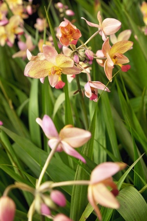 beautiful orchidの写真素材