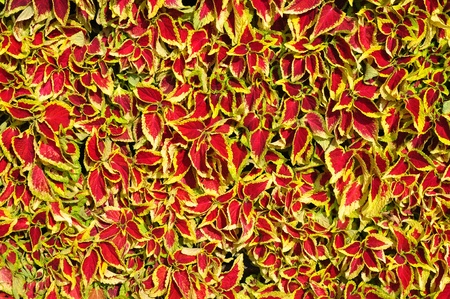 red green leaf plant field top viewの写真素材