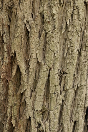 old wood textureの写真素材