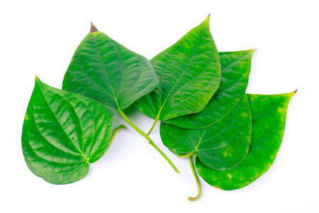 Betel leaves are medicinal plantsの写真素材