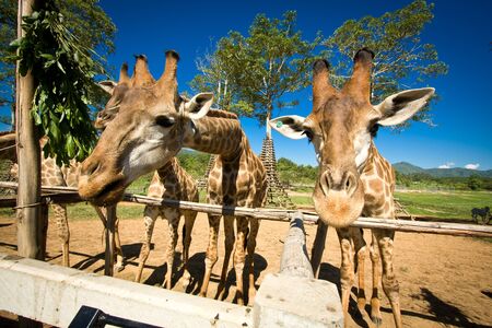 The giraffe's long neck animals in the worldの写真素材