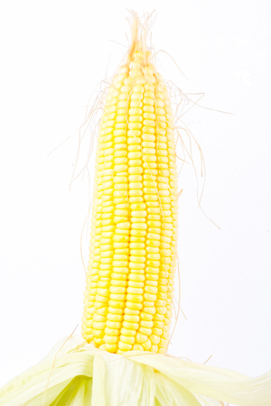 deliciouse ear of  sweet corn on cobs kernels or grains of ripe corn on white background  vegetable isolatedの写真素材