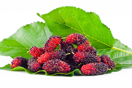 group of mulberries with aleaves on white background healthy mulberry fruit food isolated