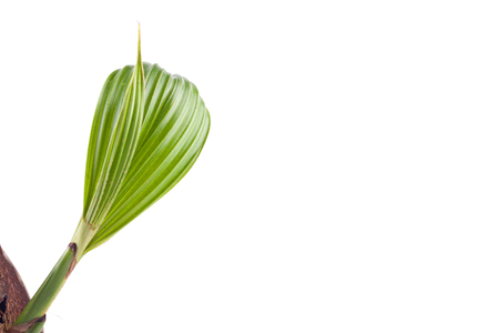 Sprout of the coconut tree on white background planting agriculture isolatedの写真素材