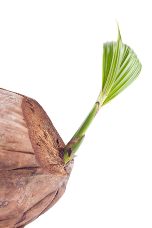sprout of the coconut tree on white background planting agriculture isolatedの写真素材