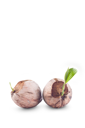young green sprout of the coconut tree and brown coconut seed on white background planting agriculture isolatedの写真素材