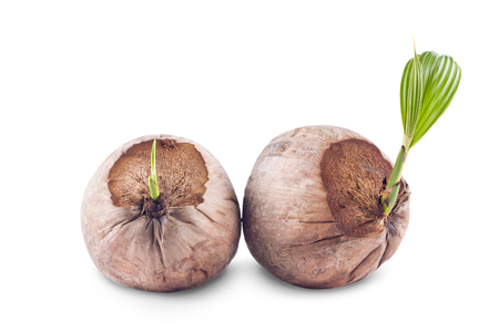 coconut seedlings ready for planting on white background planting agriculture isolatedの写真素材